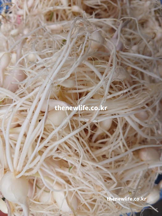 달래 효능의 콜레스테롤 감소에 도움 되는 알리신이 풍부한 달래 실사진