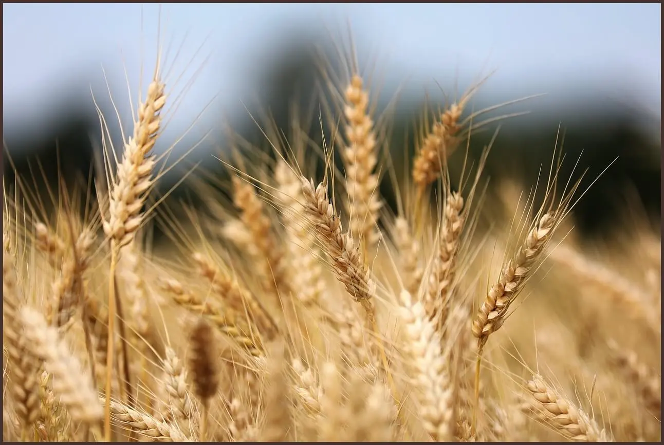 농협은행 정기예금 금리