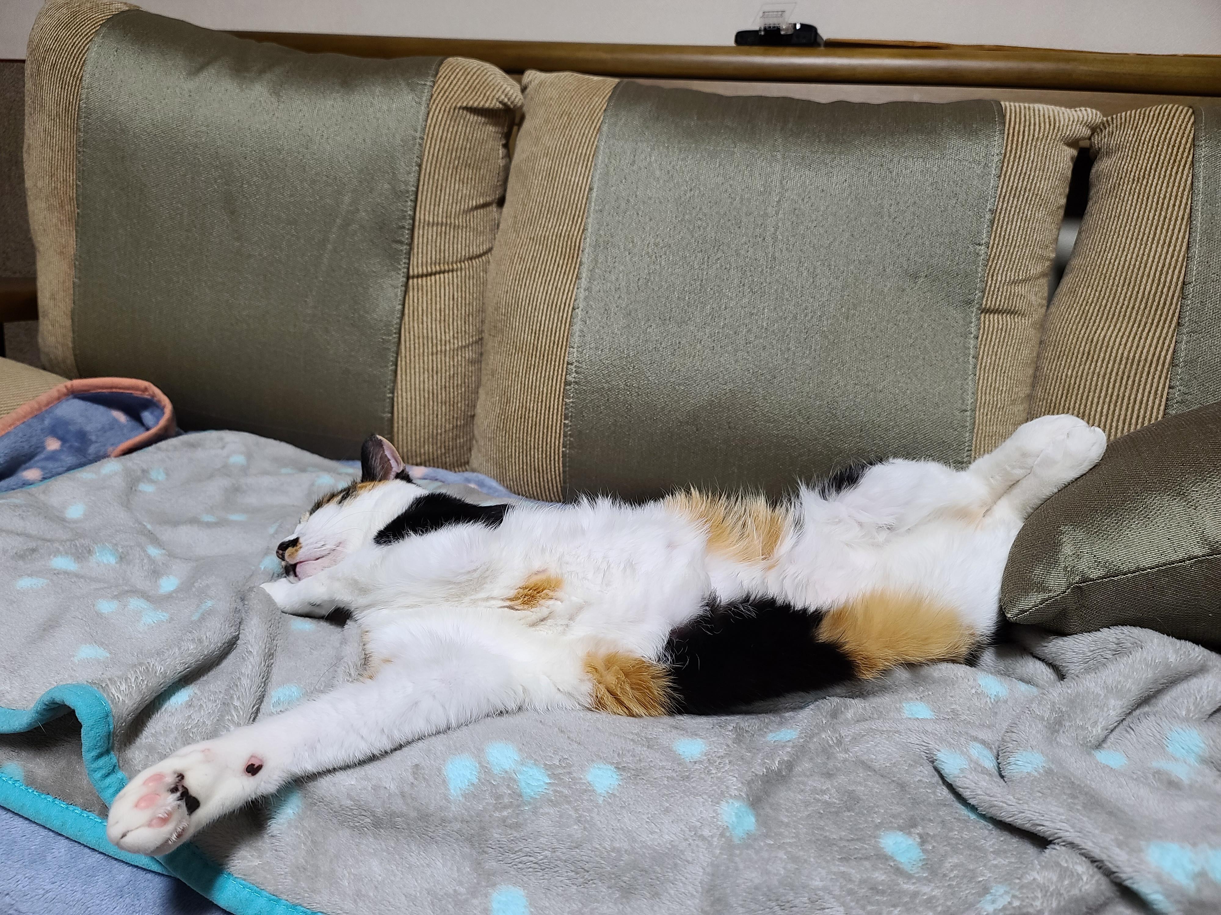 자주 볼수 없는 다다의 자는모습 도촬!(feat.고양이 지근구, 발목젤리)