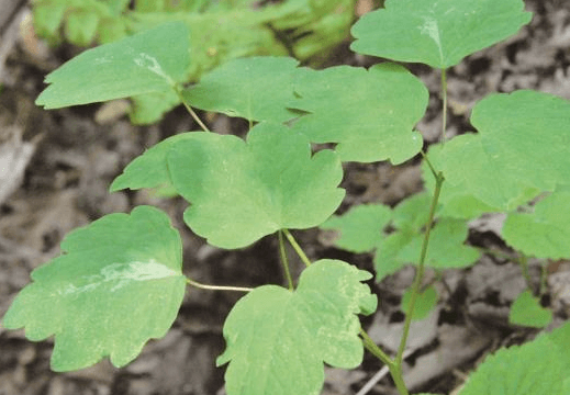 꿩의다리아재비