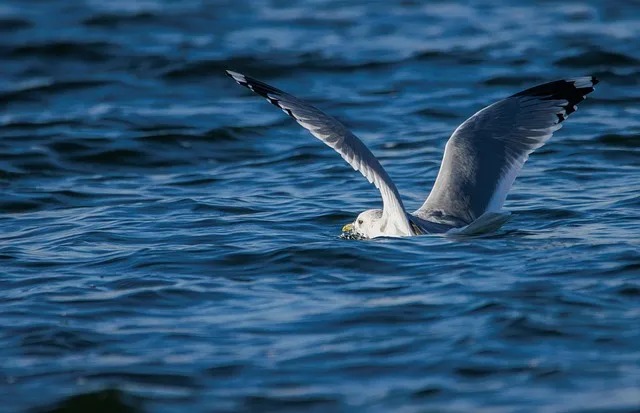갈매기의 꿈 줄거리 자기초월 우화 리처드 바크_4
