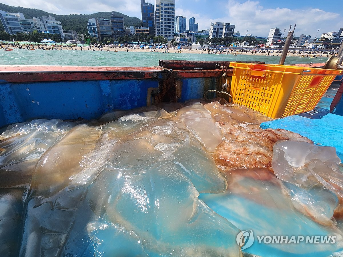어선 해파리 작업
