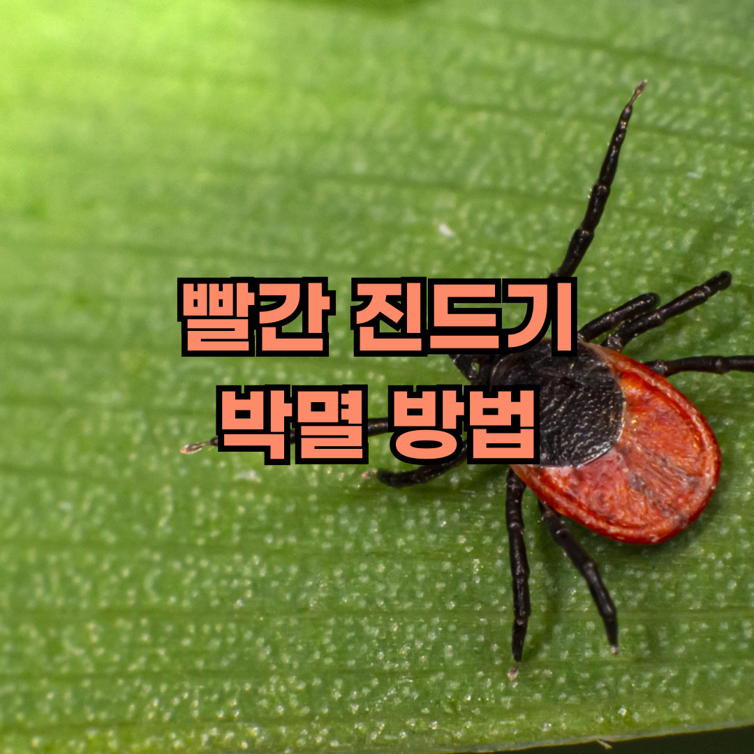 빨간 진드기 강아지