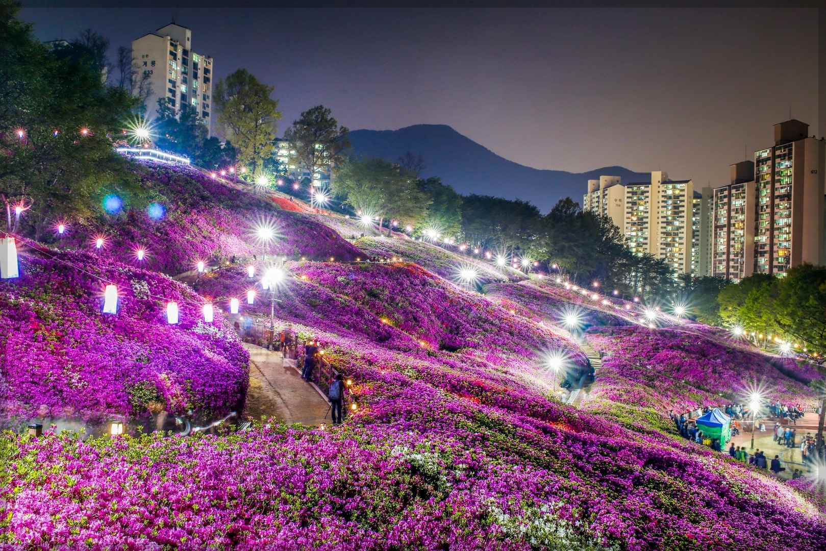 군포 철쭉축제 일정 주차장 공연정보(총정리) 4월 군포 가볼만한곳