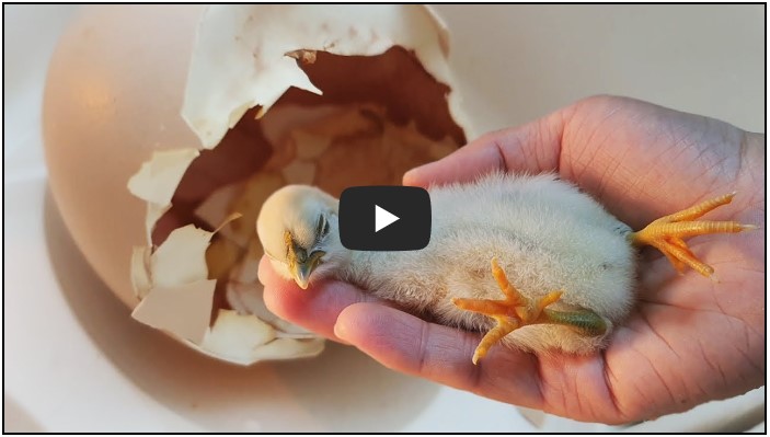 반려동물 유튜버 TOP 10 2