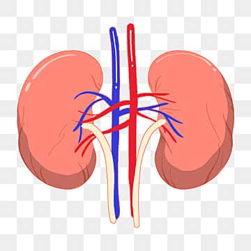 콩팥 건강 지키기 (기능 저하 증상, 검사 방법, 생활 관리)