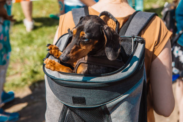 강아지 이동장이란?