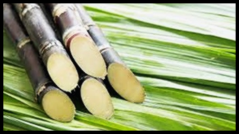 폴리코사놀 복용법