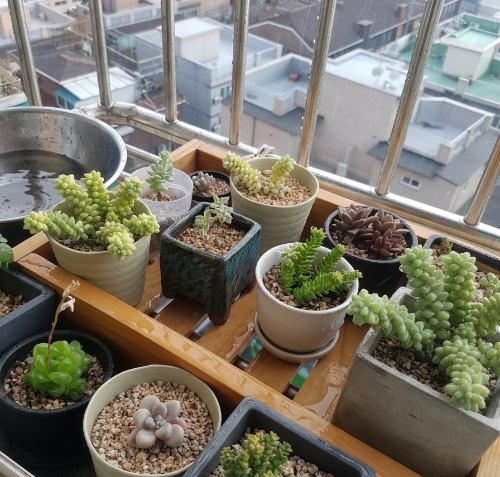 노지 빗물 맞히기 (도시 빗물, 과습, 식물 관리)