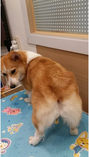 강아지 엉덩이 들이미는 이유 애정표현인지_20