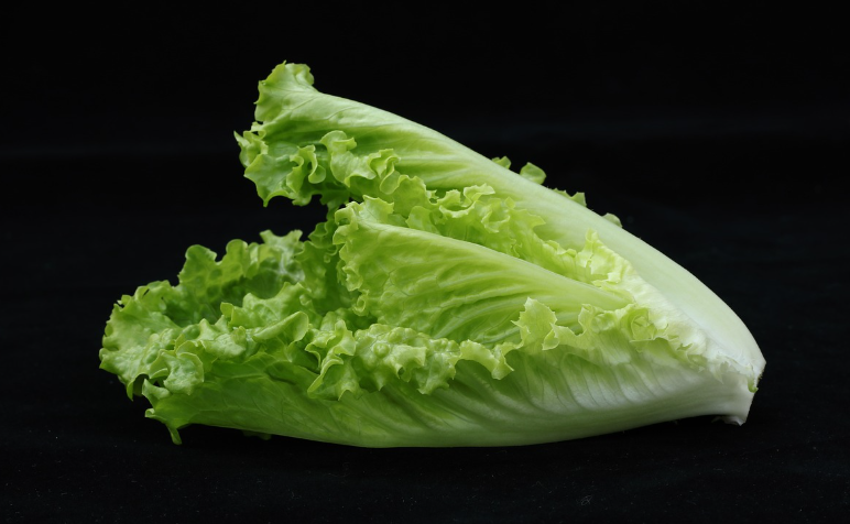 로메인상추_주의사항