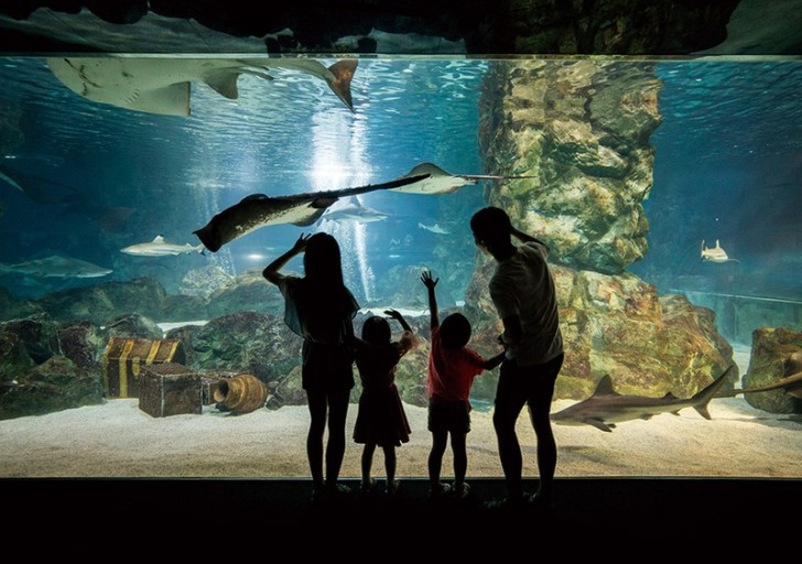 코엑스 아쿠아리움 (강남구 삼성동)