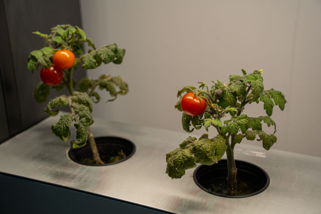 국립 농업 박물관 방울 토마토