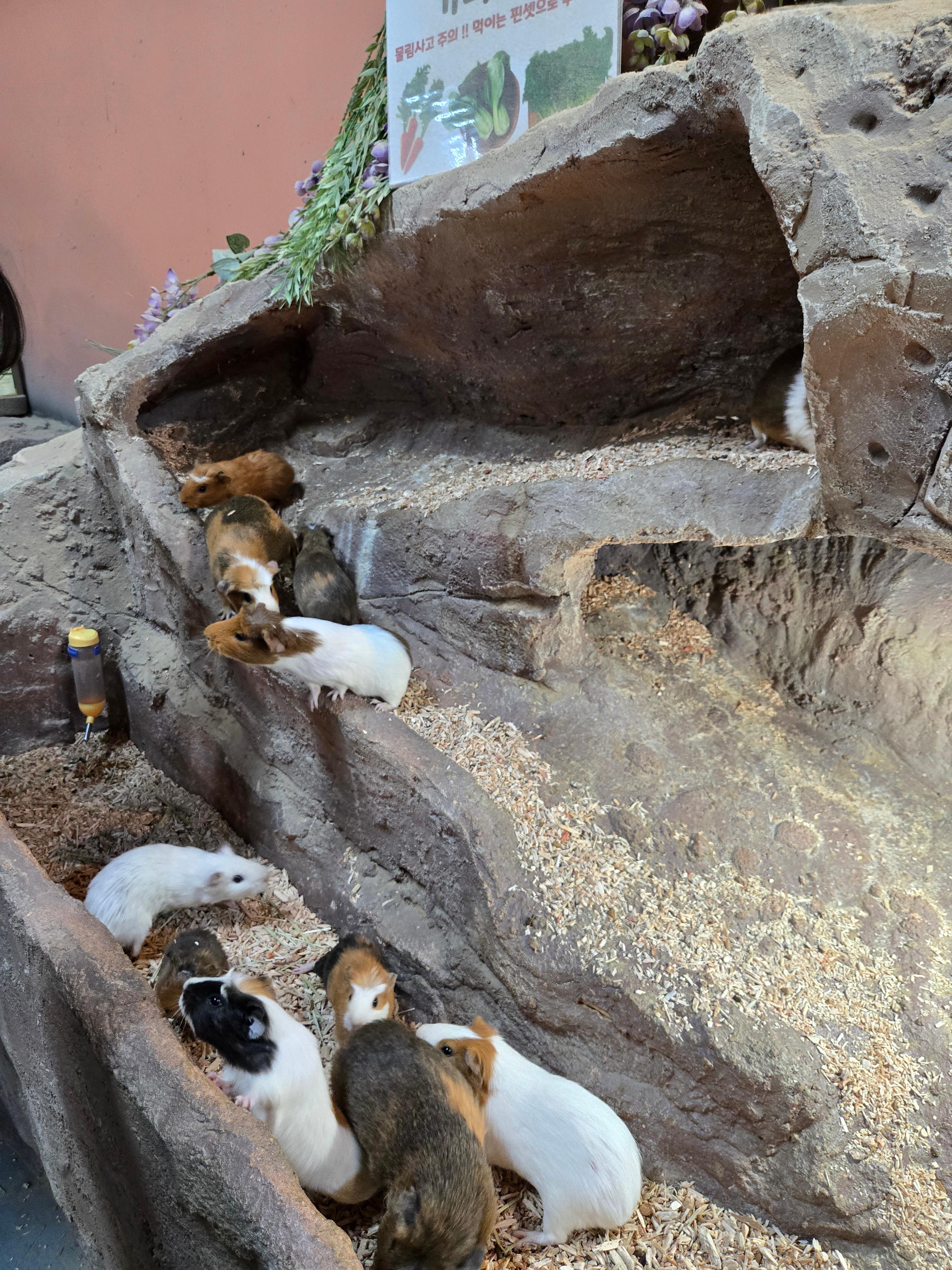 광주벅스랜드 동물