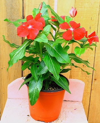 가을에 피는 꽃 종류 일일초