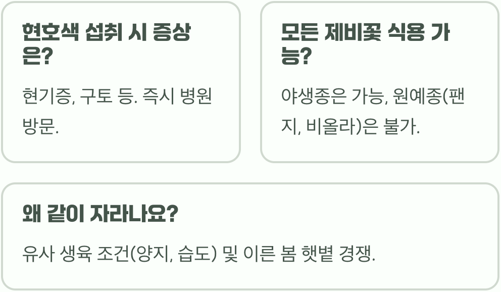 야생에서 제비꽃 채취 시, 독초 '현호색'과 반드시 구별해야 하는 이유