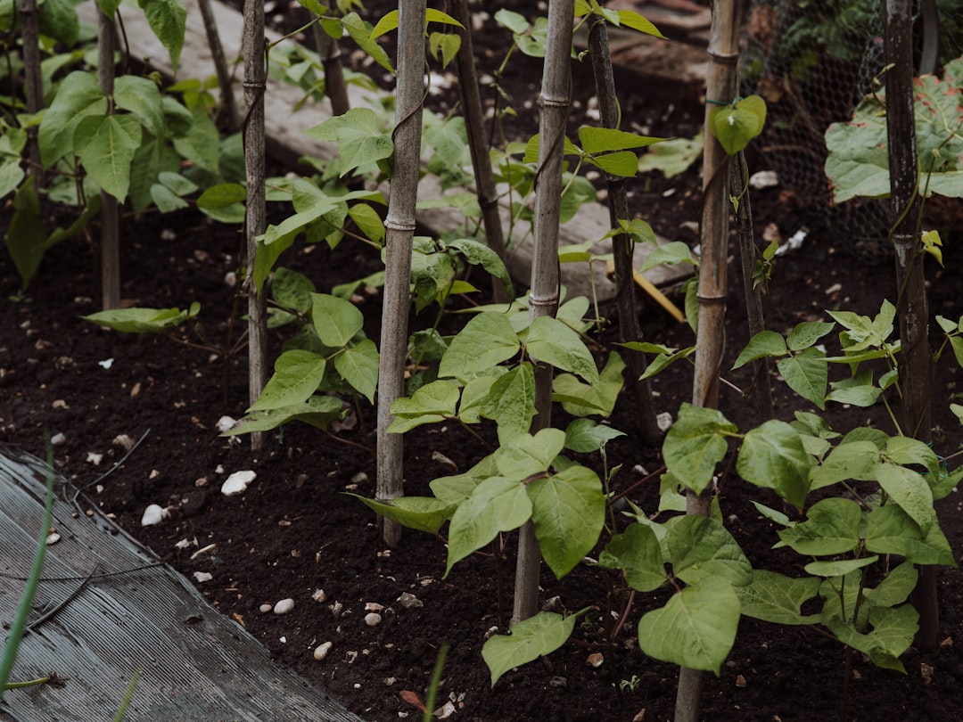 Self-sufficiency