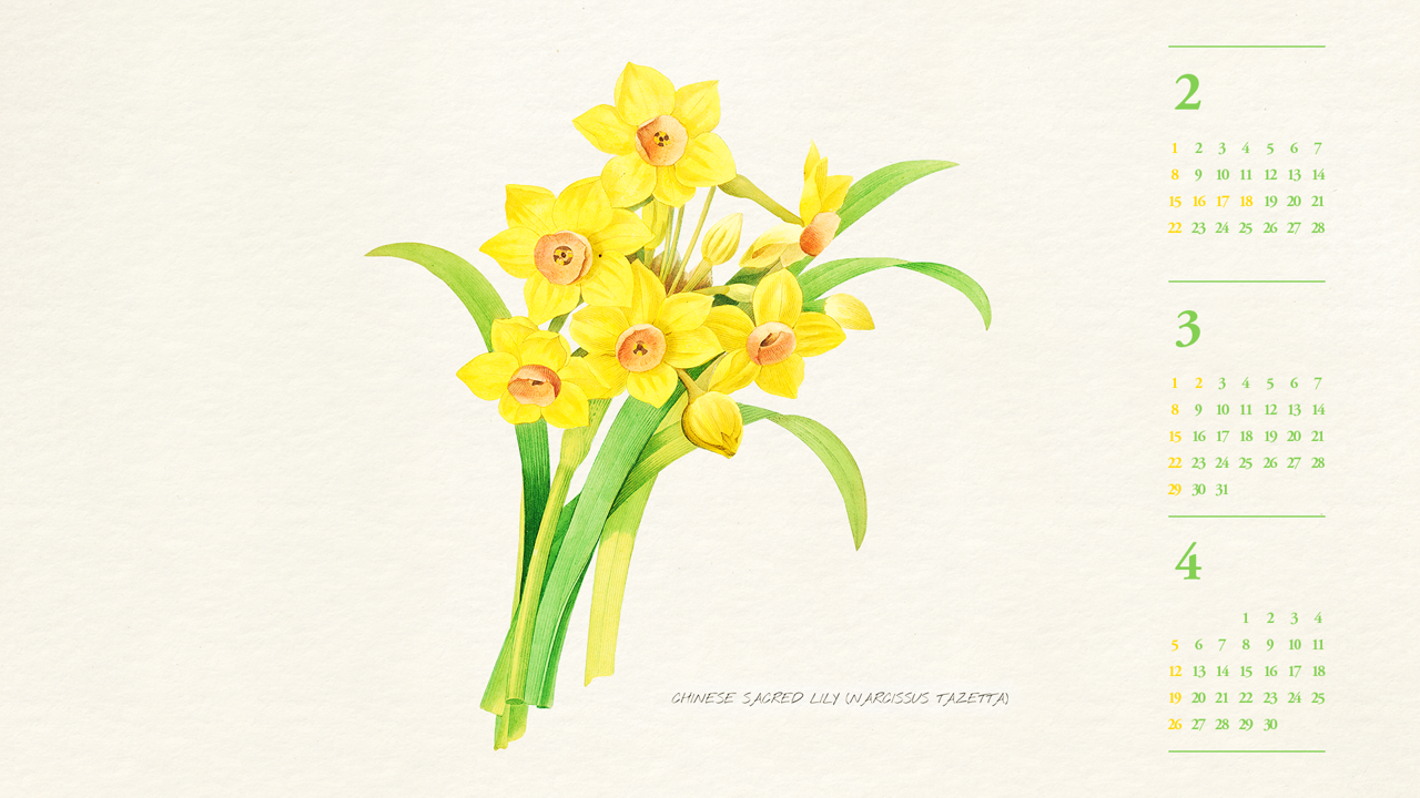 13 노란색 수선화 일러스트 B - 2026년3월 달력배경화면
