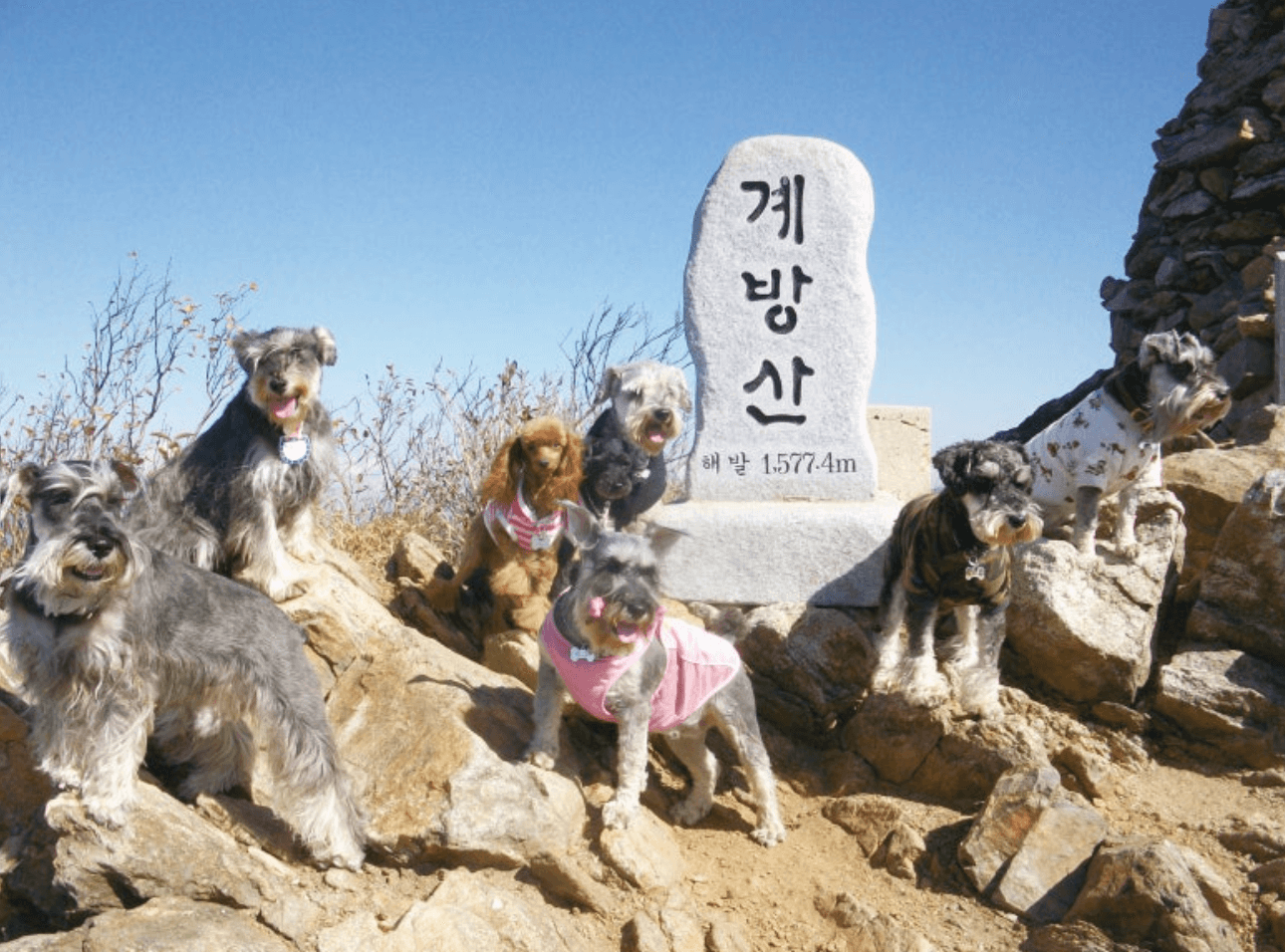 애완견과 함께 가는 등산 코스 추천 및 애완견과 등산 시 주의사항