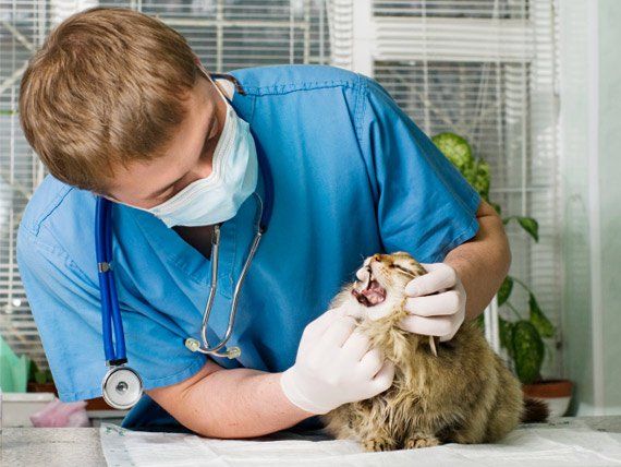 수의사 추천 질병 가이드