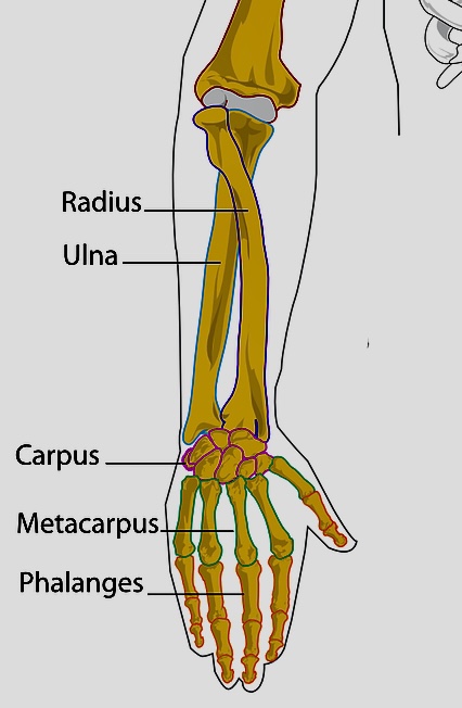 척골 충돌 증후군