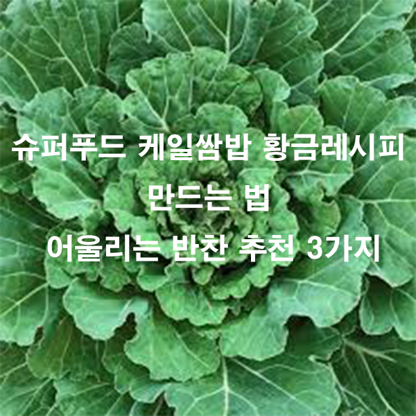 슈퍼푸드 케일쌈밥 황금레시피 만드는 법 어울리는 반찬 추천 3가지