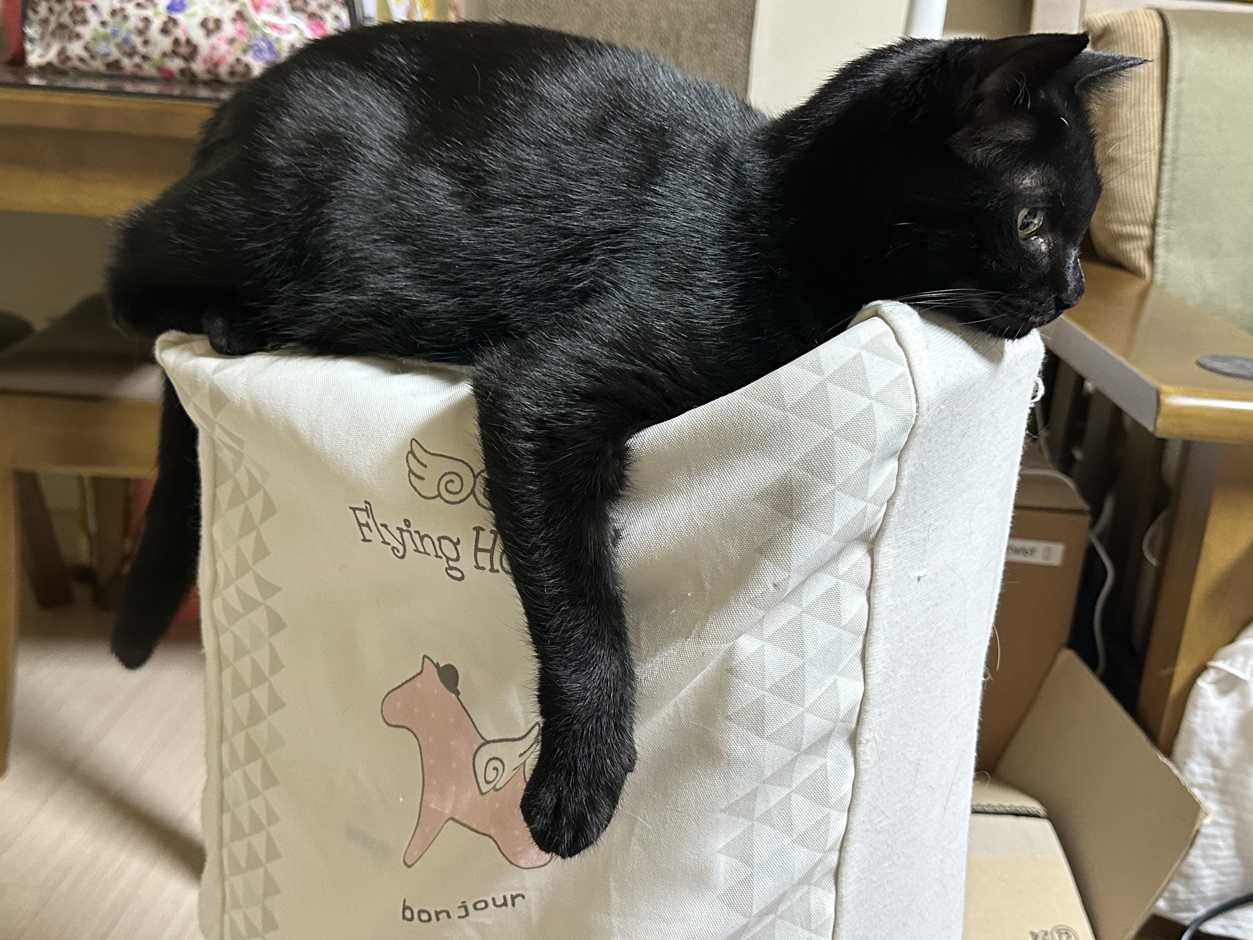 요즘 미모 폭발하는 건이의 최애 장소 (feat. 제습기 위 고양이)