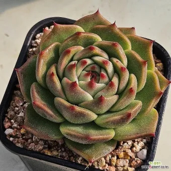 아이 있는 집 식물선택 가시없는종류 배치높이 관리 요령_12