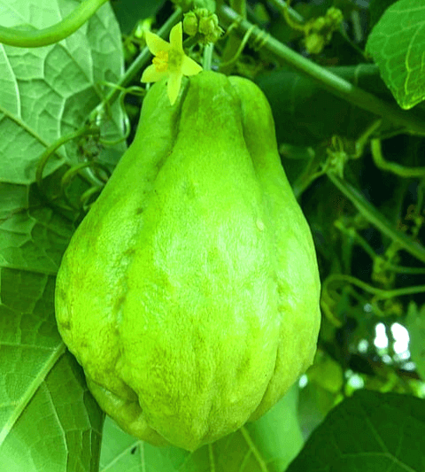 줄기에 커다란 차요테 한 개가 달려있다. 연두색이고 투박한 타원형 모양이다.