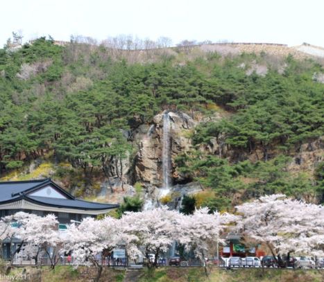 문경 벚꽃