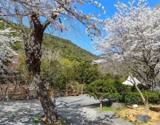 봄 캠핑의 매력! 벚꽃과 함께하는 힐링 캠핑장