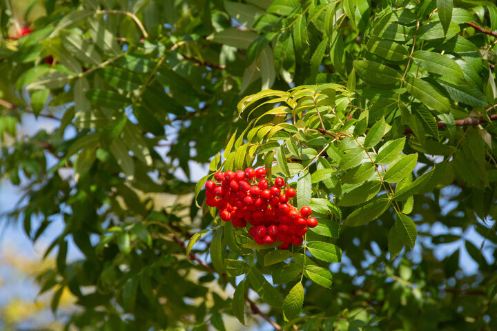 마가목 효능 총정리