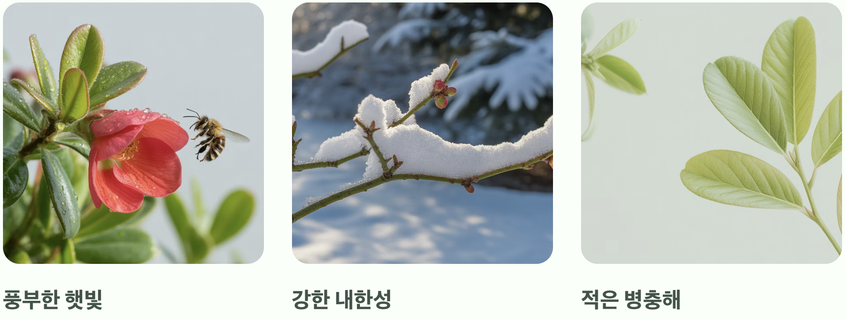 분재로 즐기는 작은 봄