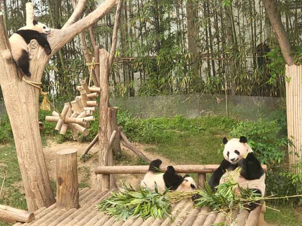 아이바오-루이바오-후이바오1