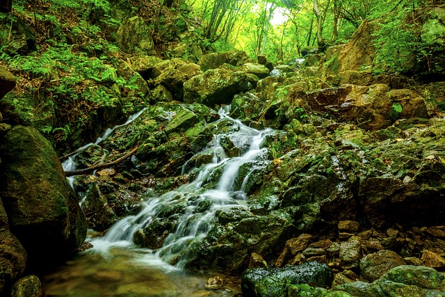 기력회복음식 차가버섯