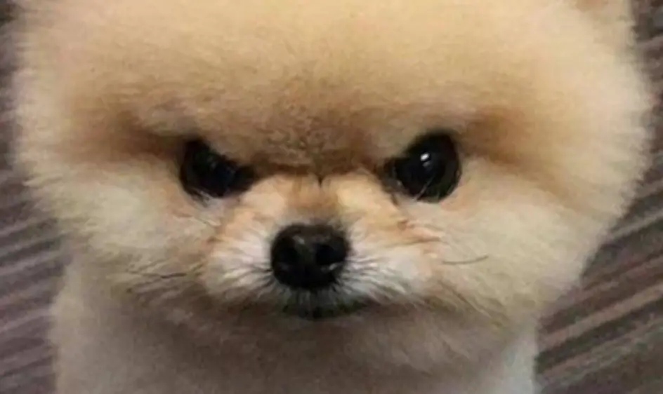 강아지 꿈해몽