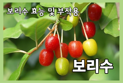 보리수 효능 10가지 및 부작용 및 주의할 점