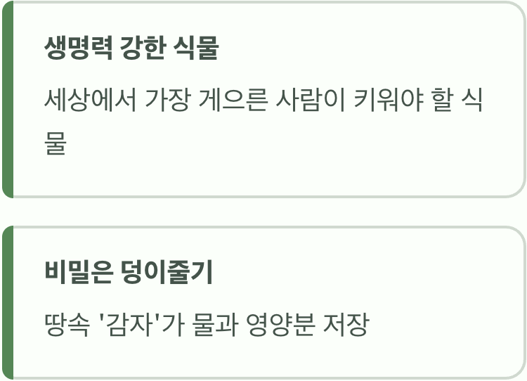 금전수, 이름처럼 키우기도 쉬울까?