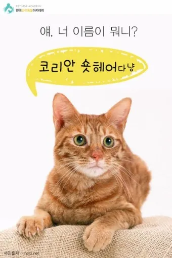 코리안 숏헤어 가격 성격 무료분양 털빠짐 수명 키우기 종류_3
