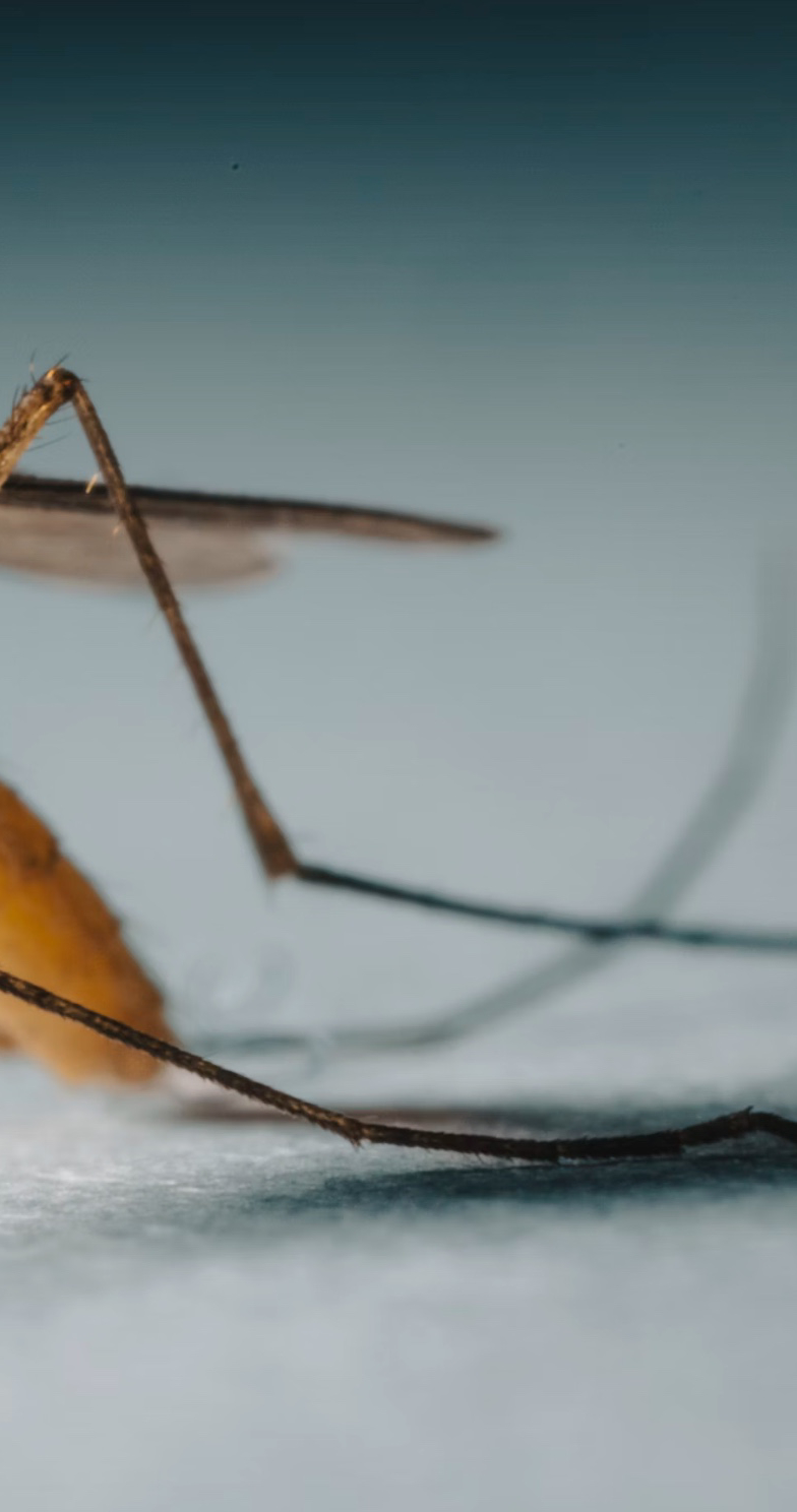 모기 잘물리는 혈액형