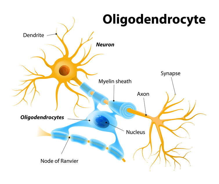 myelin oligodendrocyte