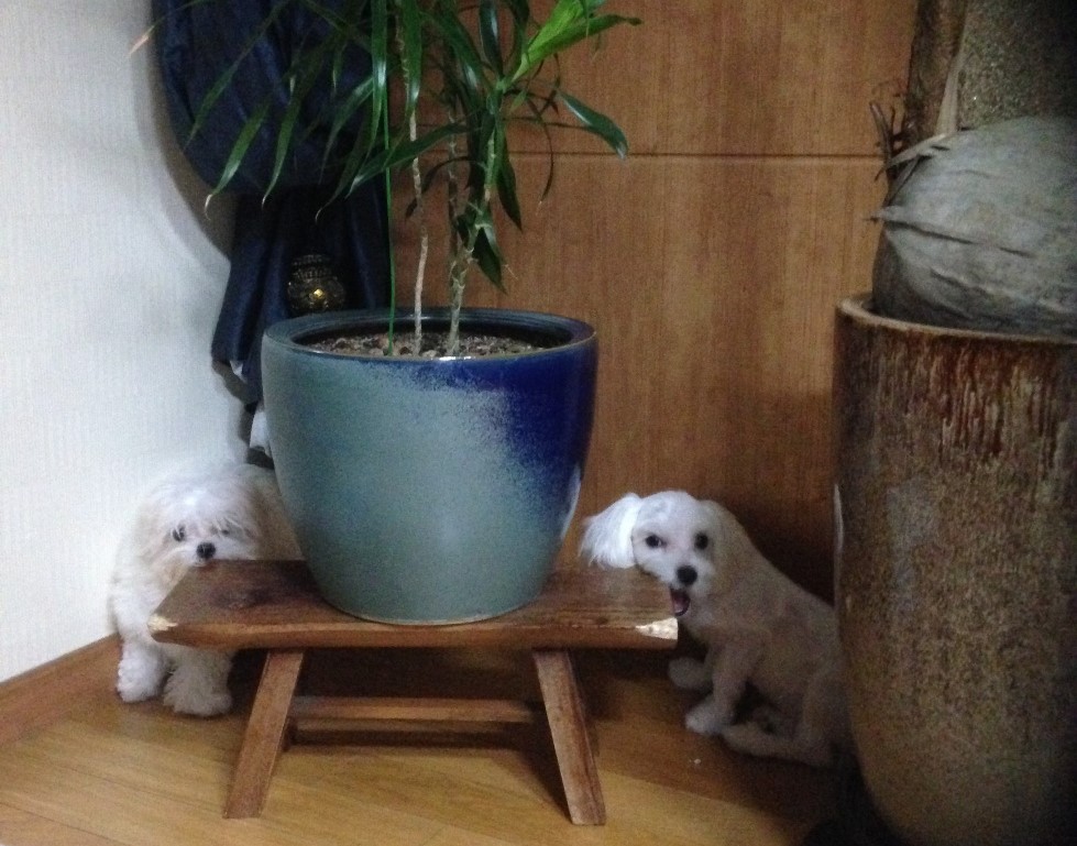 강아지 치아 건강 관련 사지