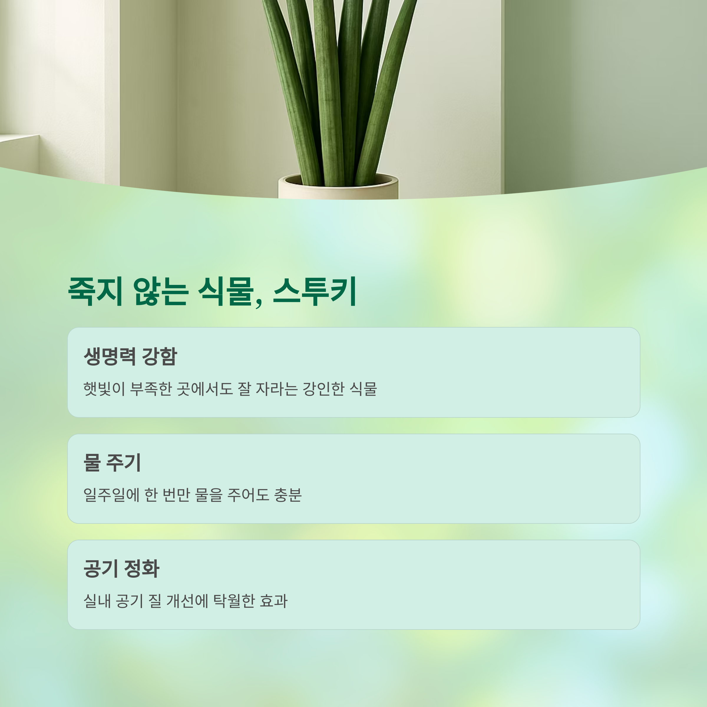 죽지 않는 식물, 스투키