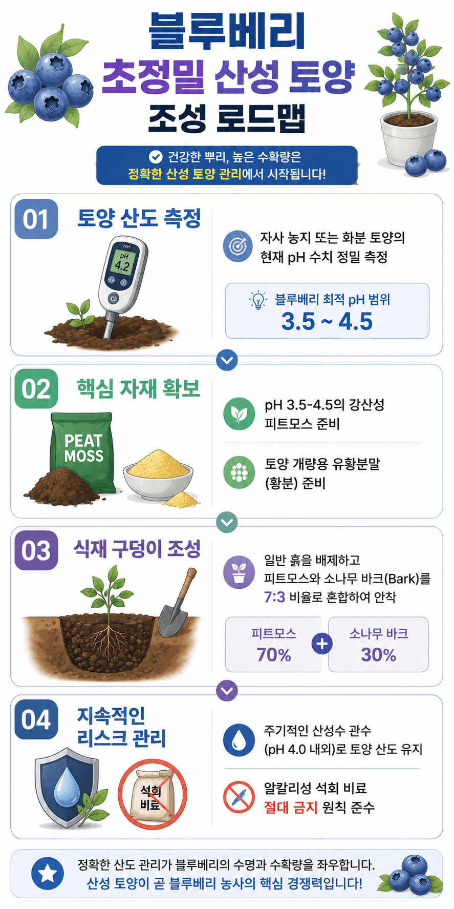 인포그래픽 블루베리 산성토양 조성 로드맵