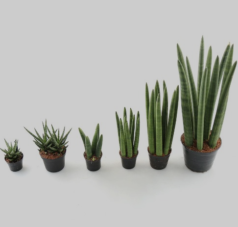 봄철 햇빛 없이도 무럭무럭! 초보도 키우기 쉬운 실내 인기 식물 7선