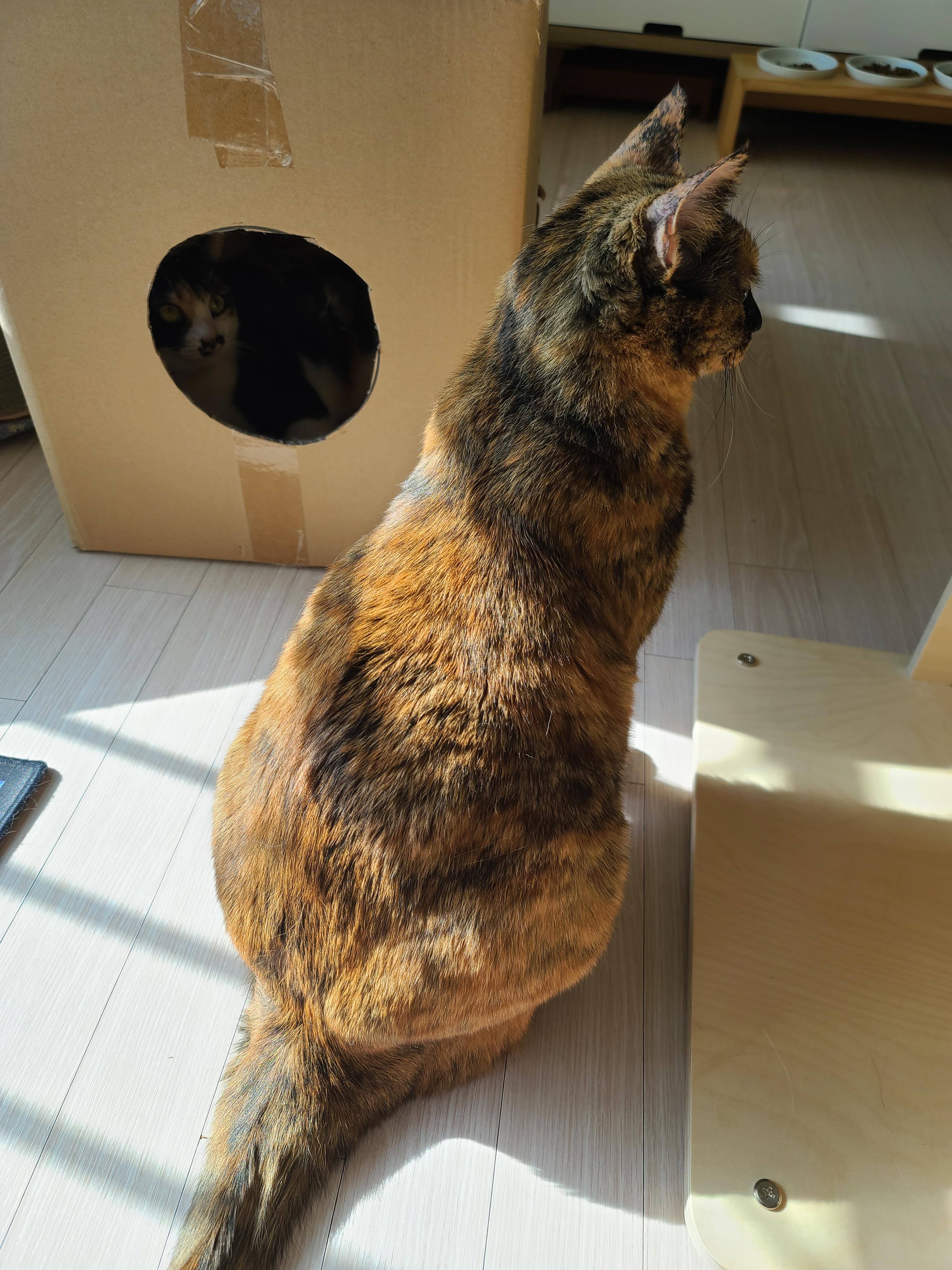 주제를 바꿔버린 건이와 상자놀이터 안의 다다 (feat.오메가3 안먹은 사랑이 ㅋㅋ)