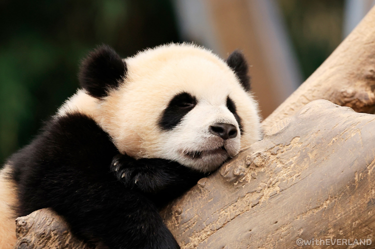 에버랜드 연간회원권