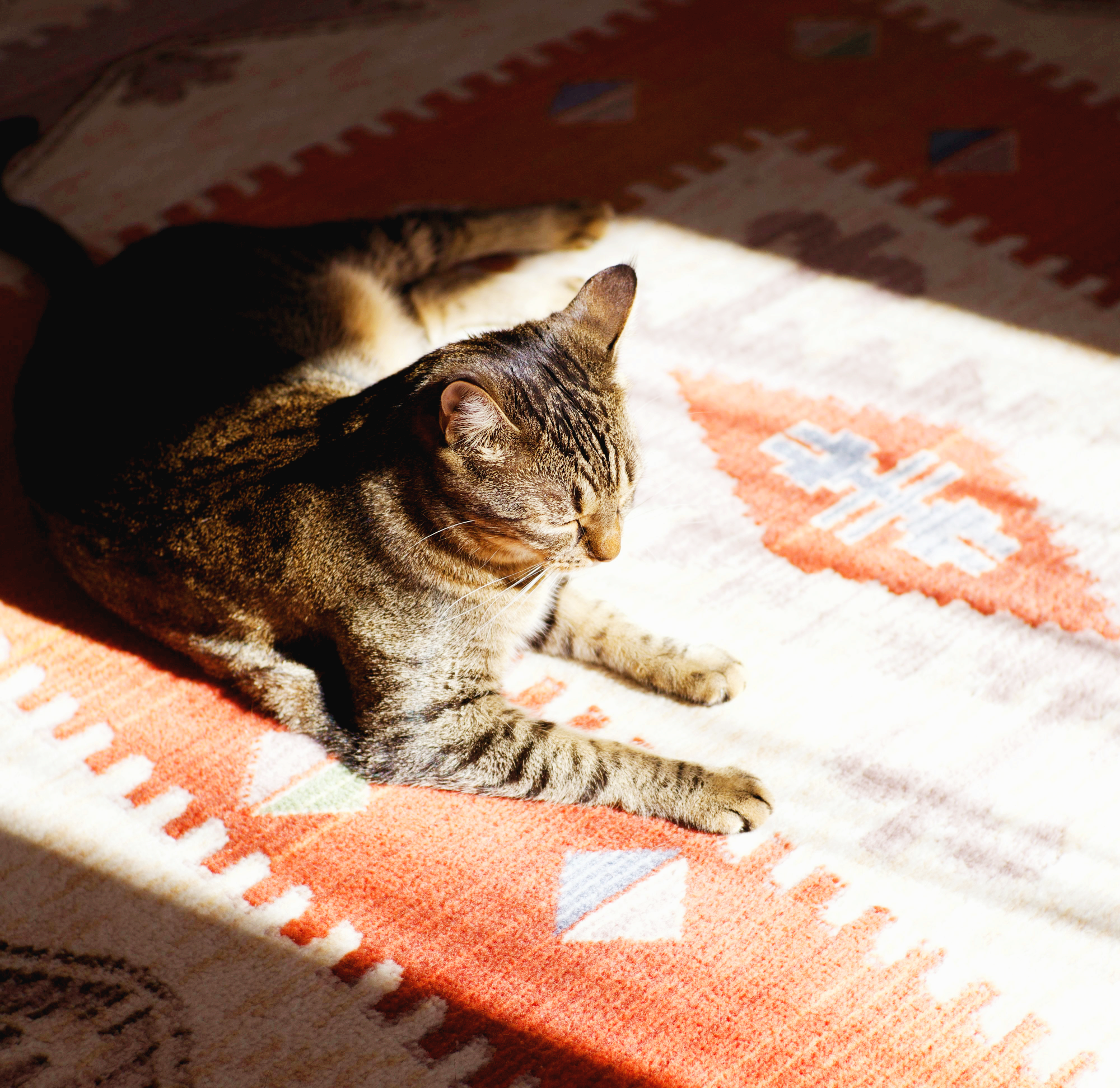 예측 스트레스를 가진 반려동물이 보내는 미세 행동 신호 20가지: 외출·분리 상황을 조기 감지하는 보호자 가이드