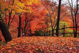 청남대 관람 예약