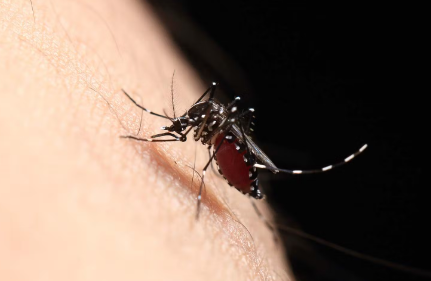 개의 필라리아증 예방.